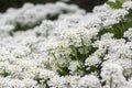 Iberis sempervirens evergreen candytuft perenial flowers in bloom, group of white springtime flowering rock plants Royalty Free Stock Photo