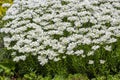 Iberis sempervirens evergreen candytuft perenial flowers in bloom, group of white springtime flowering rock plants Royalty Free Stock Photo