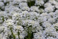 Iberis sempervirens evergreen candytuft perenial flowers in bloom, group of white springtime flowering rock plants Royalty Free Stock Photo