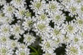 Iberis sempervirens evergreen candytuft perenial flowers in bloom, group of white springtime flowering rock plants Royalty Free Stock Photo