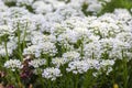 Iberis sempervirens evergreen candytuft perenial flowers in bloom, group of white springtime flowering rock plants Royalty Free Stock Photo