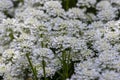 Iberis sempervirens evergreen candytuft perenial flowers in bloom, group of white springtime flowering rock plants Royalty Free Stock Photo