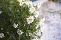 Iberis sempervirens evergreen candytuft perenial flowers in bloom, group of white springtime flowering rock plants, seasonal Royalty Free Stock Photo