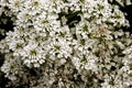 Iberis sempervirens Snowflake