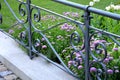 Iberis umbellata decorative fence from a blacksmith work gray in the background of a pink plant densely bushy herb It is most Royalty Free Stock Photo