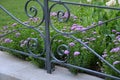 Iberis umbellata decorative fence from a blacksmith work gray in the background of a pink plant densely bushy herb It is most Royalty Free Stock Photo