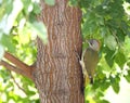 Iberische Groene Specht, Iberian Green Woodpecker, Picus sharpei Royalty Free Stock Photo
