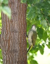 Iberische Groene Specht, Iberian Green Woodpecker, Picus sharpei Royalty Free Stock Photo