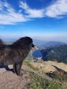 ibetan Mastiff dog looking at the view of the Lake Royalty Free Stock Photo