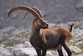 Ibex Royalty Free Stock Photo