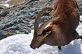 Ibex Royalty Free Stock Photo