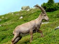 Ibex