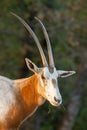 Oryx antelope portrait Royalty Free Stock Photo