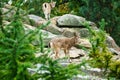 Ibex baby on a rock in nature. small horn in mammal. Ungulates climbing