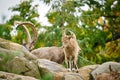 Ibex baby on a rock in nature. small horn in mammal. Ungulates climbing