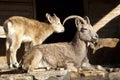 Ibex in Captivity Royalty Free Stock Photo