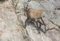 An ibex on a cliff Royalty Free Stock Photo