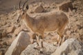 Ibex on the cliff at Ramon Crater in Negev Desert in Mitzpe Ramon, Israel Royalty Free Stock Photo