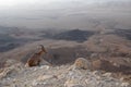 Ibex on the cliff at Ramon Crater in Negev Desert in Mitzpe Ramon, Israel Royalty Free Stock Photo