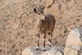 Ibex on the cliff at Ramon Crater in Negev Desert in Mitzpe Ramon, Israel Royalty Free Stock Photo