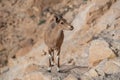 Ibex on the cliff at Ramon Crater in Negev Desert in Mitzpe Ramon, Israel Royalty Free Stock Photo