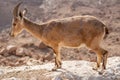 Ibex on the cliff at Ramon Crater in Negev Desert in Mitzpe Ramon, Israel Royalty Free Stock Photo