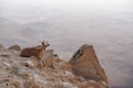 Ibex on the cliff at Ramon Crater in Negev Desert in Mitzpe Ramon, Israel Royalty Free Stock Photo