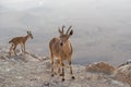 Ibex on the cliff at Ramon Crater in Negev Desert in Mitzpe Ramon, Israel Royalty Free Stock Photo