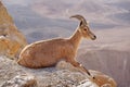 Ibex on the cliff at Ramon Crater in Negev Desert in Mitzpe Ramon. Israel Royalty Free Stock Photo