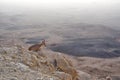 Ibex on the cliff at Ramon Crater in Negev Desert in Mitzpe Ramon. Israel Royalty Free Stock Photo