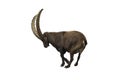 Ibex with clipping path