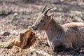 Closeup on a lying ibex Royalty Free Stock Photo