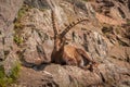 Ibex enjoying the summer sun Royalty Free Stock Photo