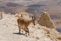 Ibex family Royalty Free Stock Photo