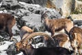 Group of ibex in winter season Royalty Free Stock Photo