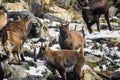 Group of ibex in winter season Royalty Free Stock Photo