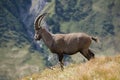 Ibex in Ferret Valley