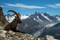 Ibex , French alps Royalty Free Stock Photo