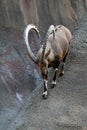 Ibex Goat