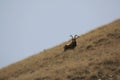 Ibex. Goat Mid-Asian on a grassy slope is, Capricorn Royalty Free Stock Photo