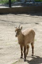 Ibex goat Royalty Free Stock Photo