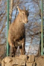 Ibex goat Royalty Free Stock Photo