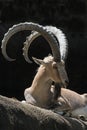 Ibex Goats