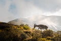 Ibex grazing on a hill