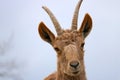 Ibex Royalty Free Stock Photo