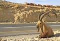 Ibex at the highway in the Negev desert