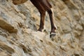 ibex hoof closeup on the rugged cliff surface