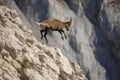 ibex jumping from cliffside, with its legs splayed in mid-air