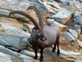 Ibex living in the Swiss Alps