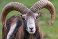 Ibex